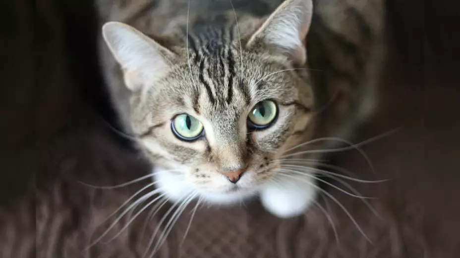 Gato.jpg