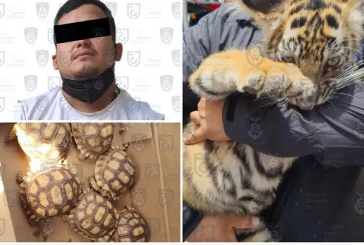 Karim “N” fue detenido en cuando transportaba un cachorro de tigre y cuatro tortugas en CDMX.