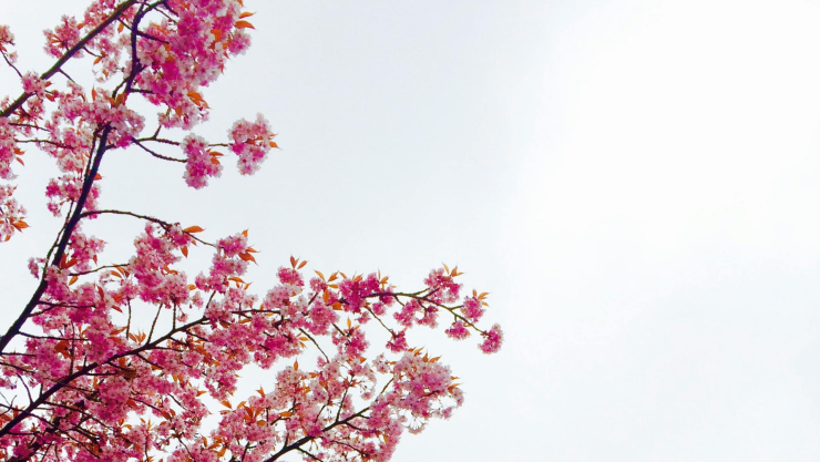 ¿Cuándo inicia la primavera 2026?