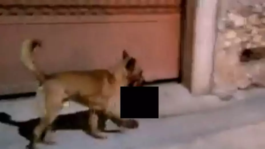 Perro camina con cabeza humana, en Zacatecas