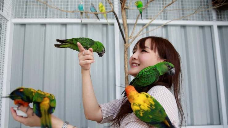 cafeteria tailandia aves