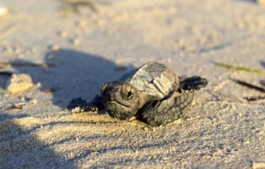 Tortugas