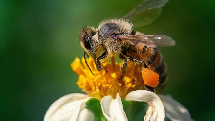 Millonario empresario pierde la vida por picadura de abeja Esto sabemos.jpg