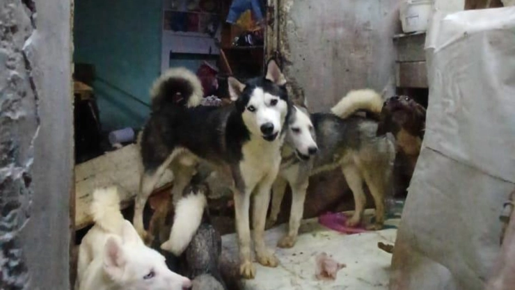 Rescatan-a-21-perros-en-la-Gustavo-A-Madero-gracias-a-denuncia-ciudadana