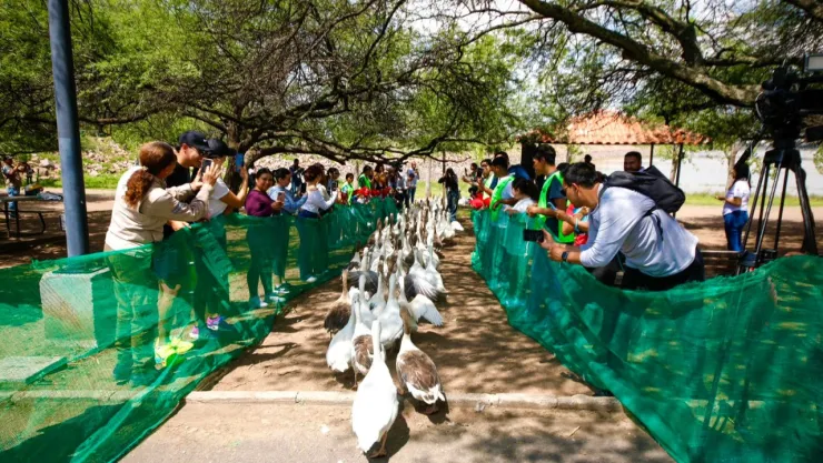 gansos-liberados-presa-el-palote-guanajuato