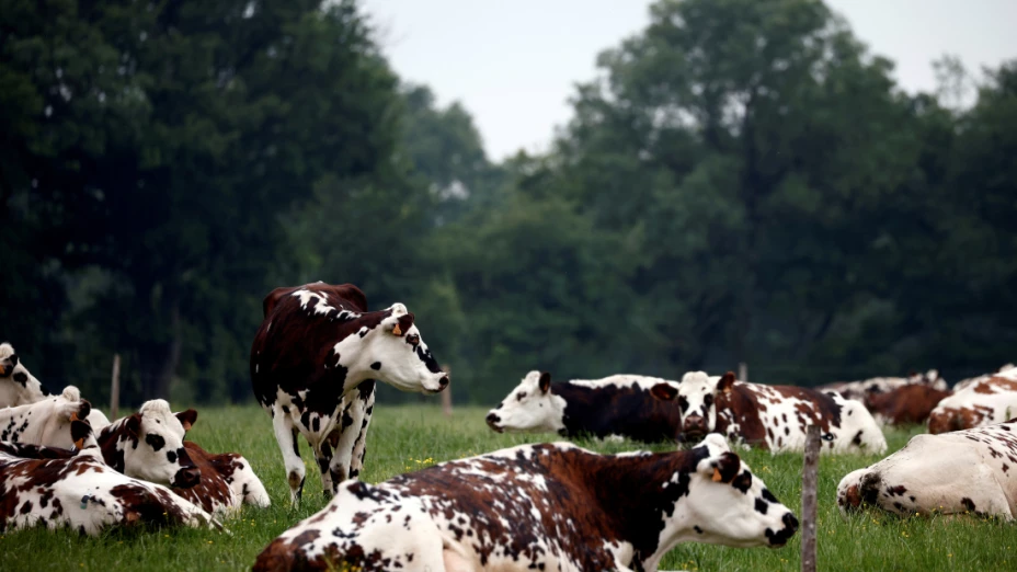 vacas-plastico.jpg