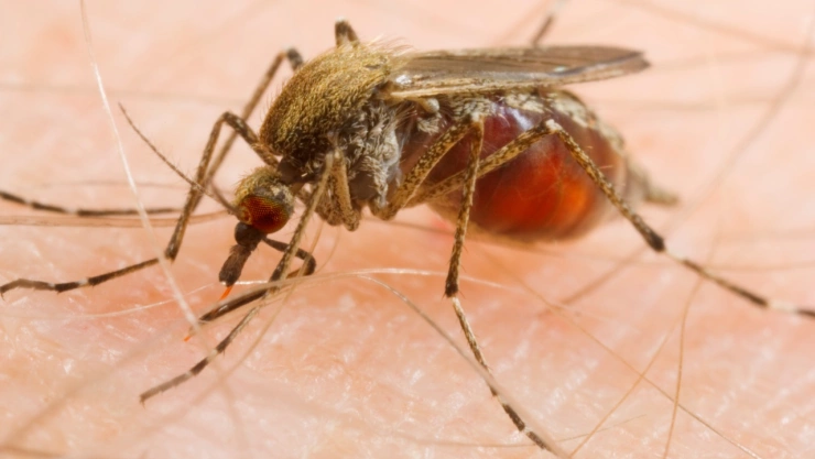 Temporada de mosquitos: El truco de Harvard para alejarlos naturalmente