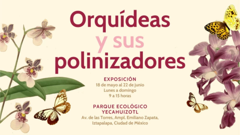 Orquideas sedema.jpg