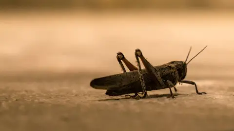 ¿Qué es una plaga de langostas_ Así puedes exterminarlas por completo