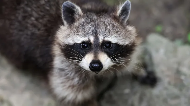 mapaches
