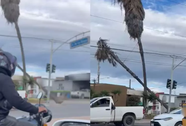 Colapsa palmera en Nuevo Ensenada por rachas de viento este 24 de diciembre