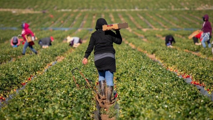 Trabajadores agrícolas en California.