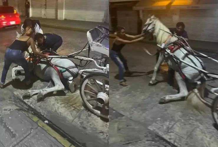 PORTADA Caballo calesero se desplomó.jpg