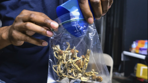 California hongos