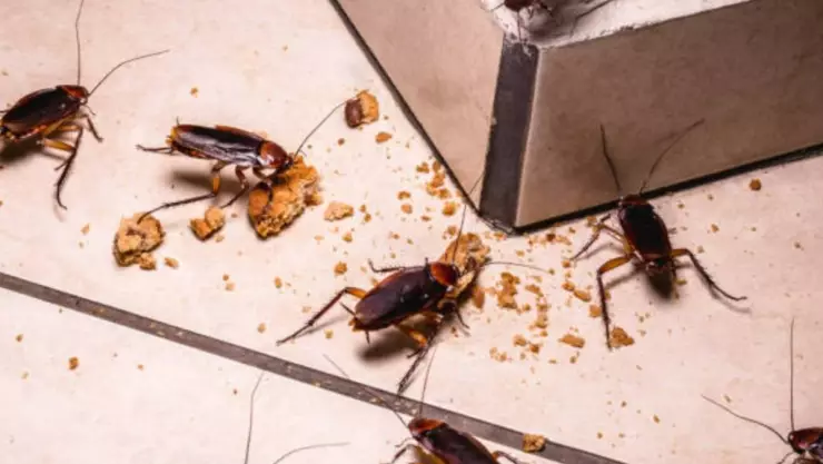 Dile adiós a las cucarachas de cocina con este ingrediente casero