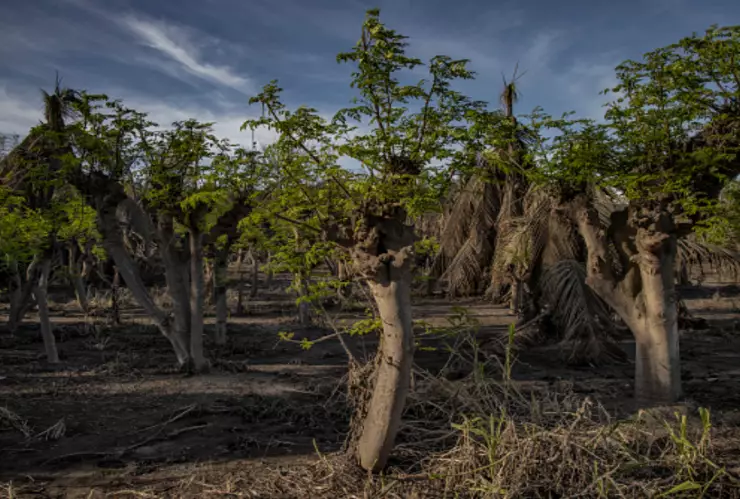 El te de hoja de pata es un remedio alternativo para los pacientes de diabetes