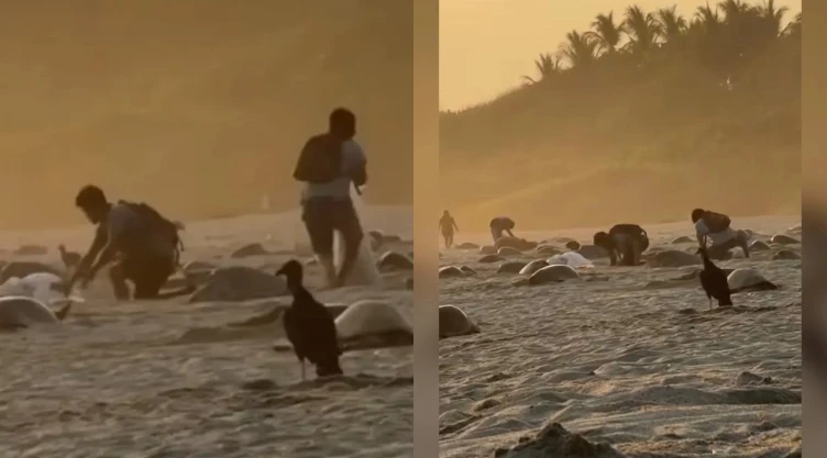 Saqueadores de huevos de tortuga en Playa de Oaxaca