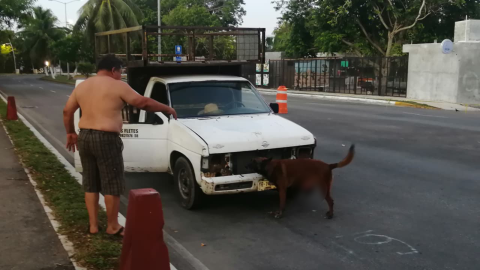Cocodrilo ataca a perrito en Chetumal; dueño lo lleva de urgencia al veterinario foto 1.jpg