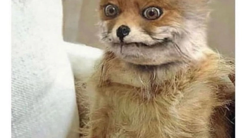 Meme favorito de Lucy Bravo