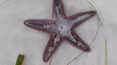 FOTOVIDEO El mar se aleja 30 METROS en playas de Yucatán previa a la llegada del Huracán Beryl