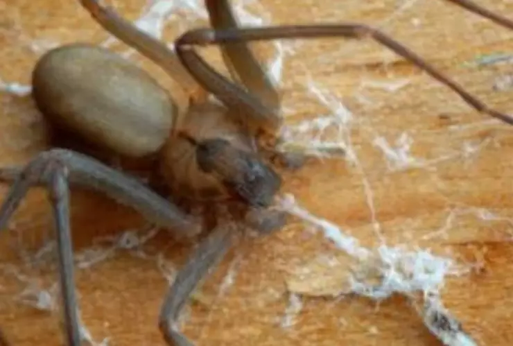 picaduras de la araña violinista