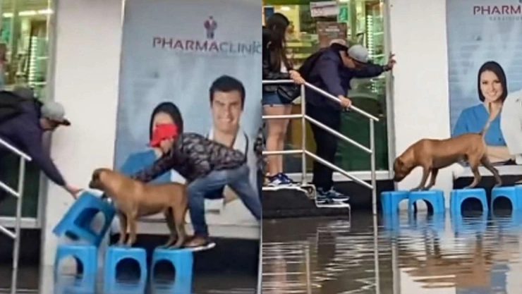 perrito puente banquitos inundación iztapalapa