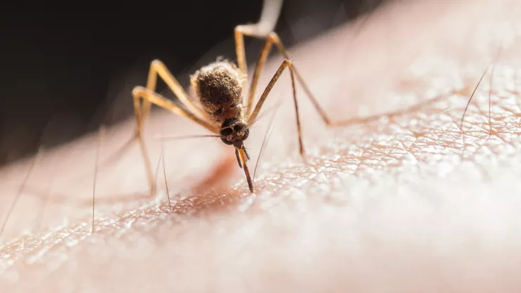 En estudio 17 posibles fallecimientos por dengue en Jalisco los casos van al alza