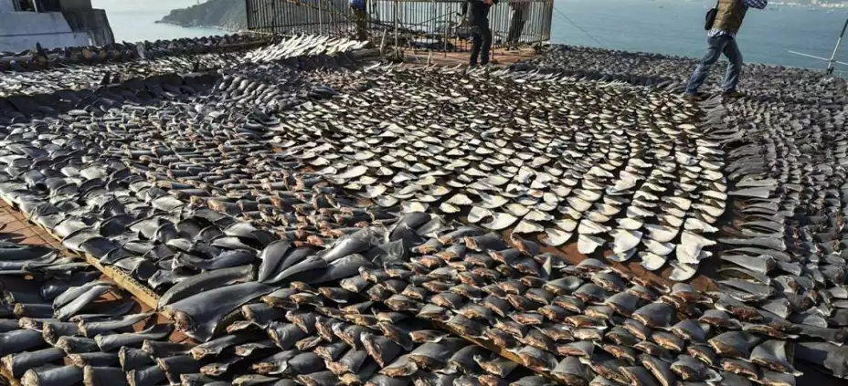 CITES 16 de marzo 2024.jpg