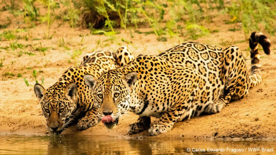 Jaguar_Diálogo Jaguar.jpg