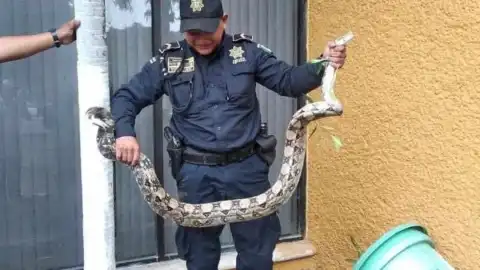 capturan a boa en laFCA