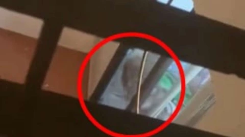 maltrato animal azota perros vidrio ventanal cdmx