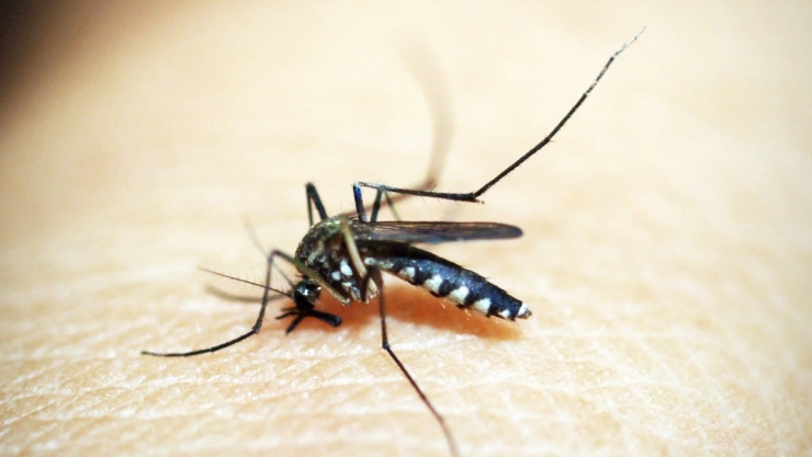 dia internacional mosquito.jpg