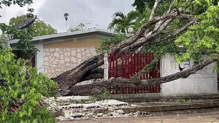 Continúan las lluvias en Chetumal este sábado; árbol cae sobre escuela secundaria