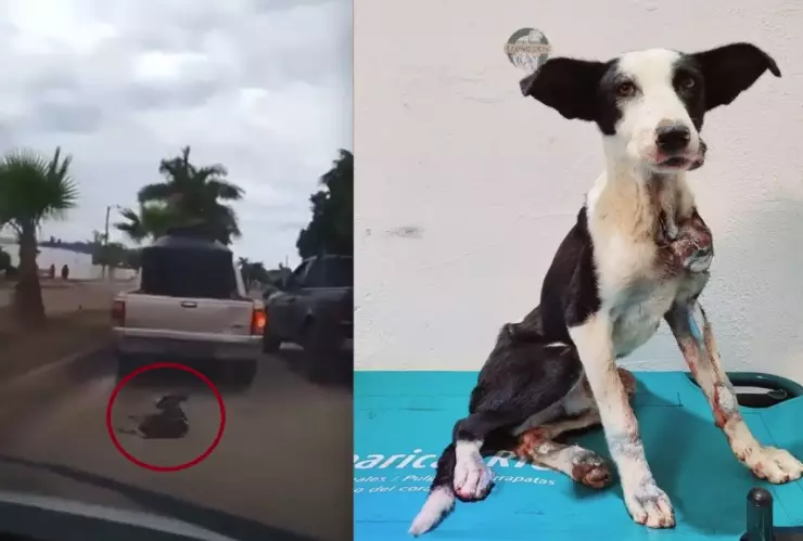 sobrevive zorrillo perrito arastrado