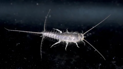 pececillos de plata