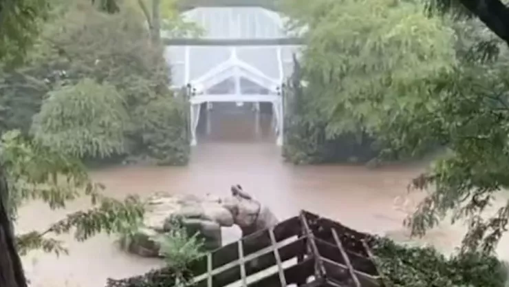VIDEO Un león marino escapa del zoológico en las inundaciones en New York a causa de las lluvias