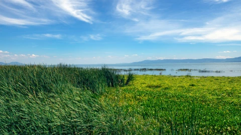 El lago de Chapala comienza a cubrir sus orillas con verde vegetaci&oacute;n