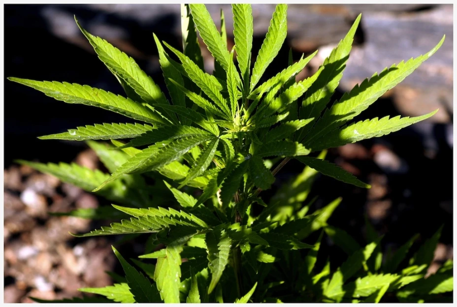Capitalinos quieren que la mariguana sea legal