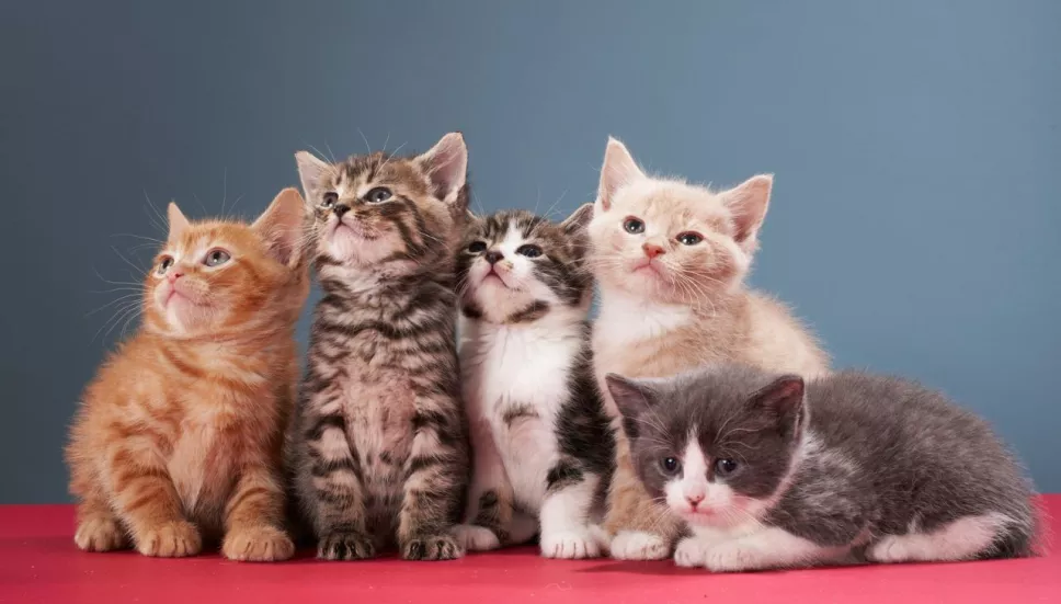 Datos curiosos de los gatos