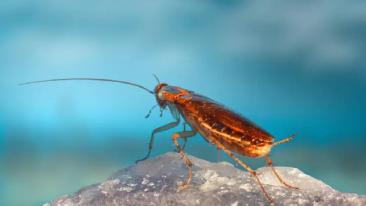 puedes nombrar a una cucaracha como a tu ex