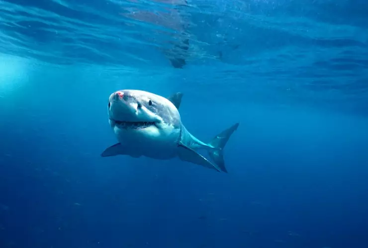 Expertos describieron a la tiburón hembra como ‘Reina del Océano’ a la que llamaron Nukumi