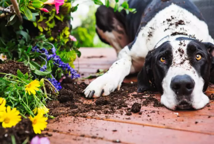 Plantas tóxicas para perros.jpg
