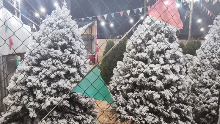 ¿Dónde venden los árboles navideños Douglas en Tijuana este 2024 y cuánto cuestan?