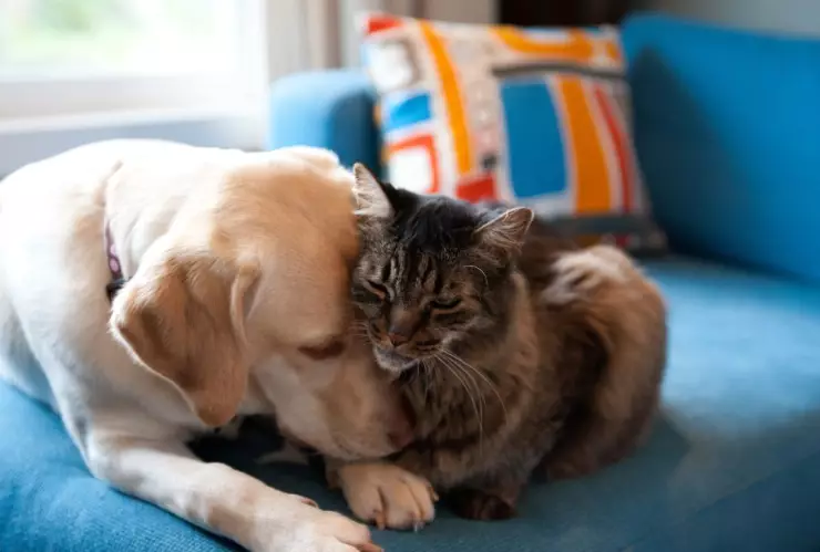 Venta de perros y gatos en Nuevo Leon queda prohibida