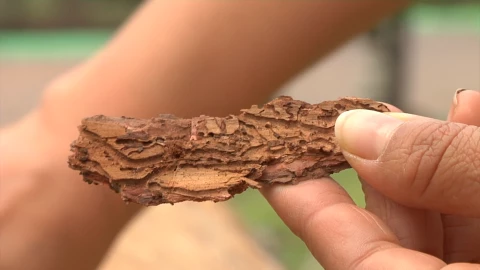 Plaga ataca &aacute;rboles en parque de Pachuca