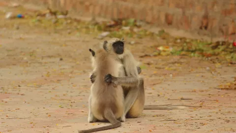 sexo monos entre machos