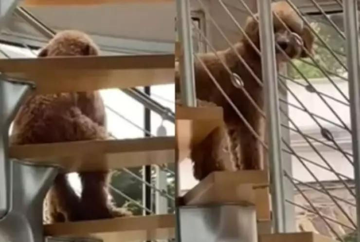Perro sentado como humano escaleras