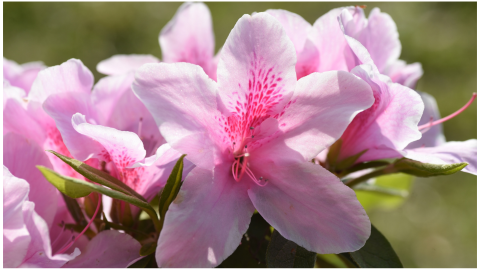 plantas resistentes azalea