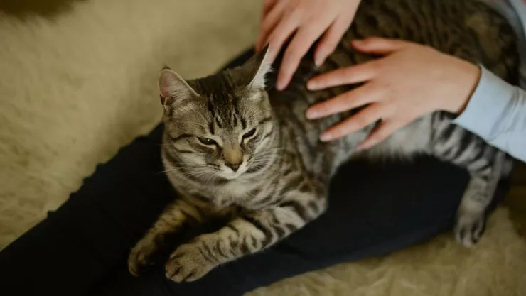 Terapia asistida con gatos para reducir el estrés y ansiedad