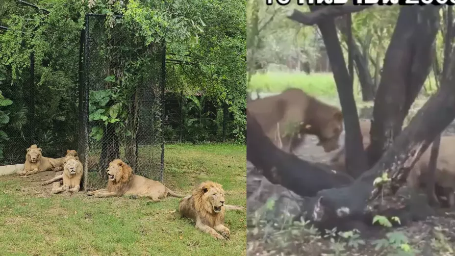 VIDEO: Cuidador de zoológico sufre ataque de leones cuando los alimentaba; murió frente a turistas